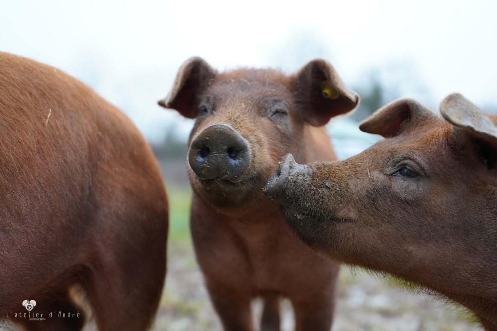 Cochon près de Poitiers