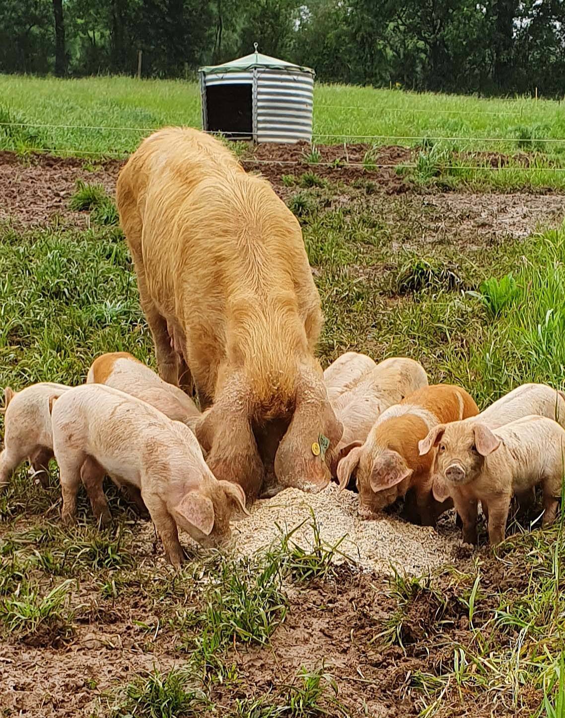 cochon-porcelet