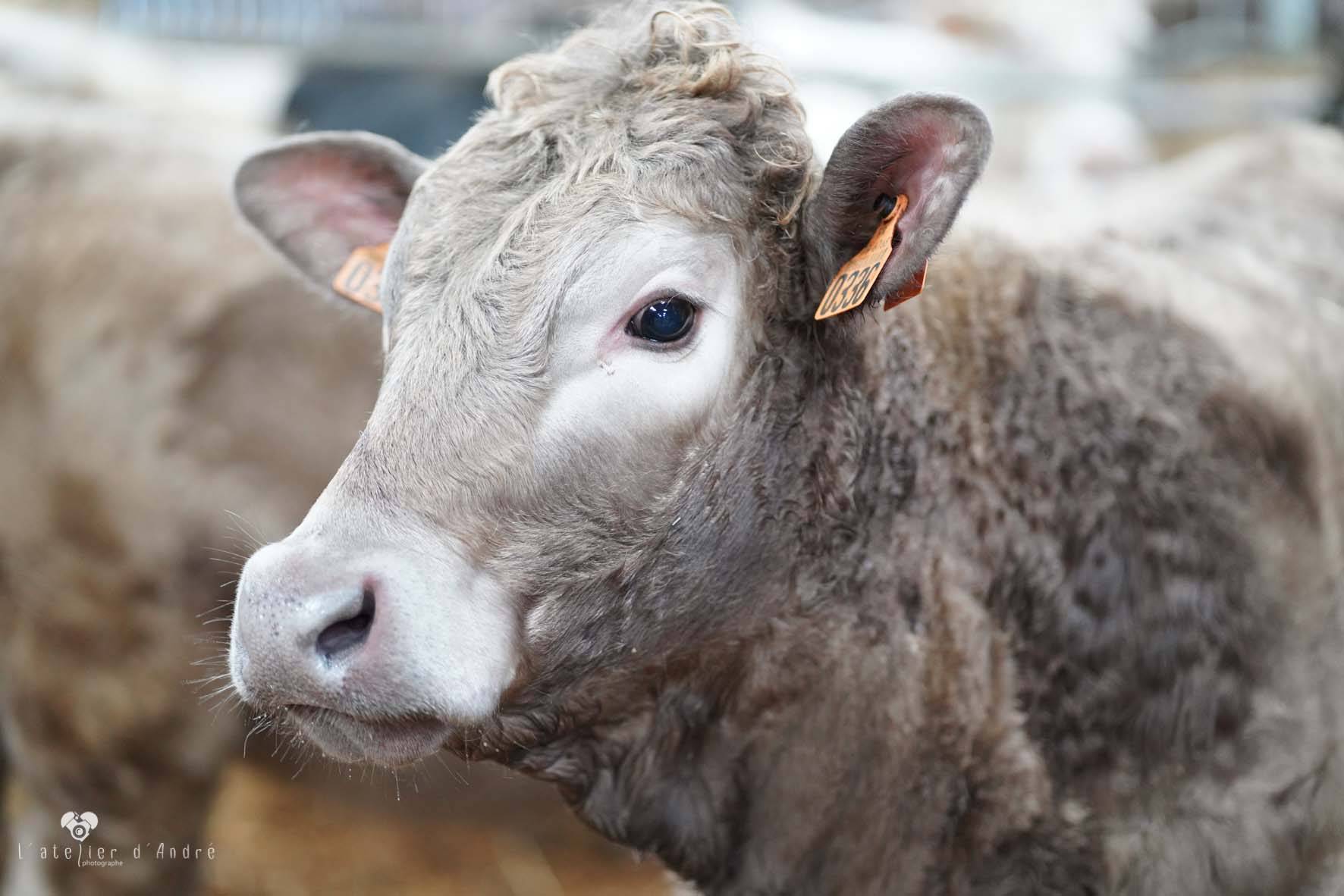 vache