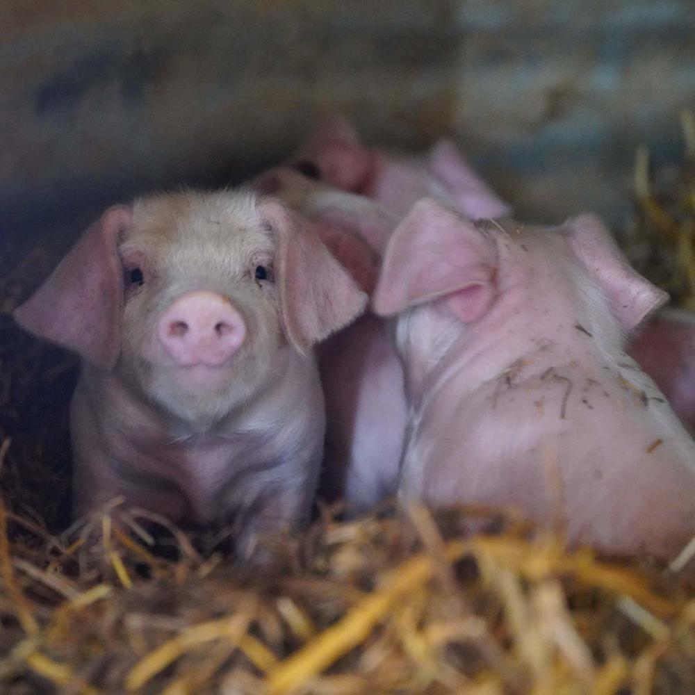 cochon-paille